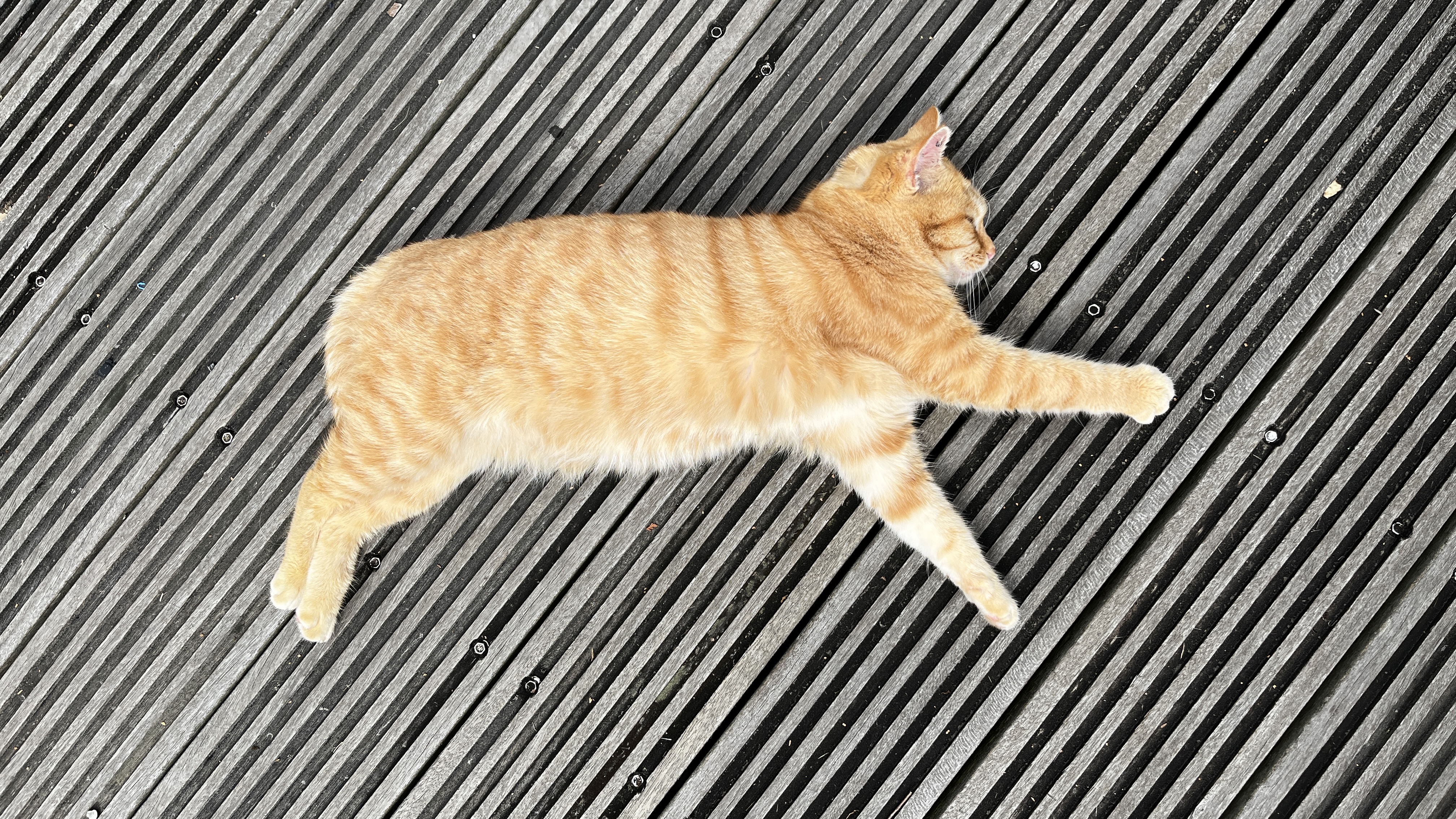 cat in Alishan